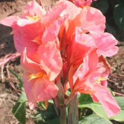 Menu Pink Canna Collection -US Garden Plants Sales 2024 73144 pink canna collection 4
