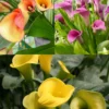 Menu Juicy Fruit Calla Collection -US Garden Plants Sales 2024 73146
