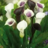 Menu Deluxe Exclusive Calla Combo 1 Menu Deluxe Exclusive Calla Combo -US Garden Plants Sales 2024 73149 deluxe exclusive calla combo