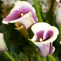 Menu Deluxe Exclusive Calla Combo -US Garden Plants Sales 2024 73149 deluxe exclusive calla combo 3