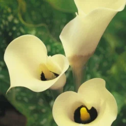 Menu Summer Patio Container Garden -US Garden Plants Sales 2024 73152 black eyed lady calla lily 1