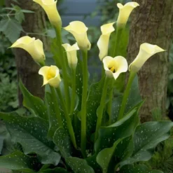 Menu Summer Patio Container Garden -US Garden Plants Sales 2024 73152 black eyed lady calla lily 3 1