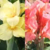 Menu Soft & Sweet Canna Collection 1 Menu Soft & Sweet Canna Collection -US Garden Plants Sales 2024 73156 soft and sweet canna collection