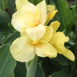 Menu Soft & Sweet Canna Collection -US Garden Plants Sales 2024 73156 soft and sweet canna collection 3