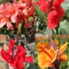 Menu Tall Canna Collection 1 Menu Tall Canna Collection -US Garden Plants Sales 2024 73157