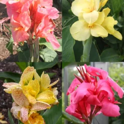 Menu Dwarf Canna Collection