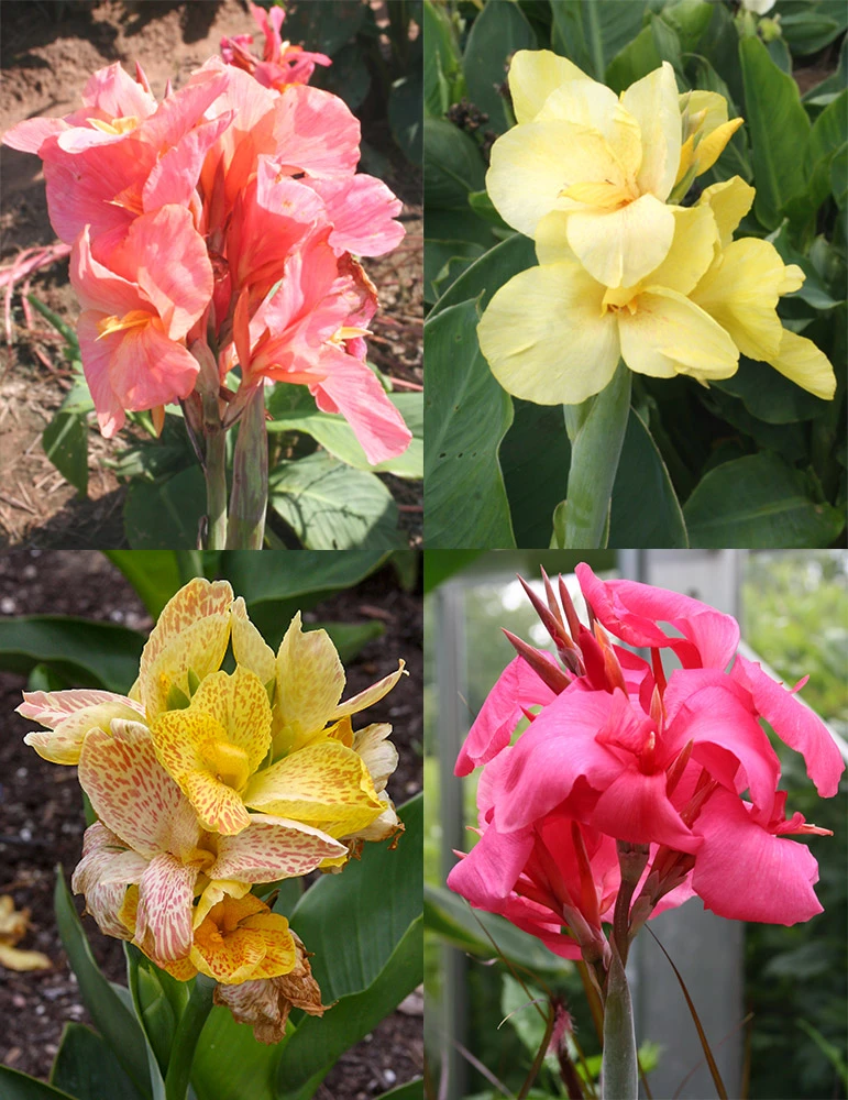 Menu Dwarf Canna Collection 3 Menu Dwarf Canna Collection