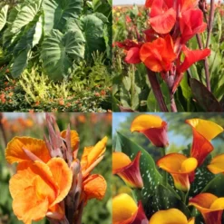 Menu Tropical Dream Garden Collection