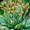 Menu Stuttgart Canna -US Garden Plants Sales 2024 73162 stuttgart canna 2