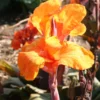Menu Phasion Canna