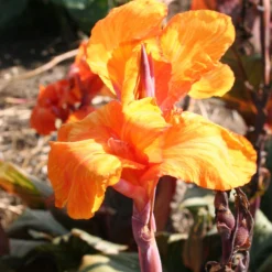 Menu Phasion Canna