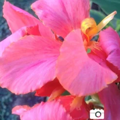 Menu Dwarf Canna Collection 23 Menu Dwarf Canna Collection -US Garden Plants Sales 2024 73164 pink futurity dwarf canna 2 1