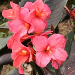 Menu Pink Futurity Dwarf Canna