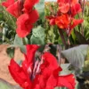 Menu Red Hot Canna Collection -US Garden Plants Sales 2024 73165