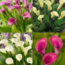 Menu A Lady's Favorite Calla Collection