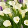 Menu Intimate Queen Calla Lily -US Garden Plants Sales 2024 73167 intimate queen calla lily 2 1