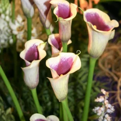 Menu Picasso Calla Lily -US Garden Plants Sales 2024 73169 2