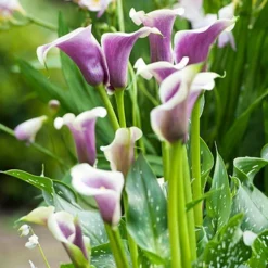 Menu Picasso Calla Lily -US Garden Plants Sales 2024 73169 picasso calla lilies 2