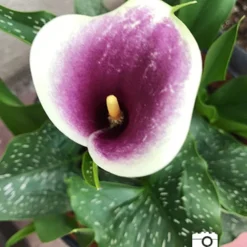 Menu Picasso Calla Lily -US Garden Plants Sales 2024 73169 picasso calla lilies 3