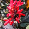 Menu Red Futurity Canna 1 Menu Red Futurity Canna -US Garden Plants Sales 2024 73170 1 1