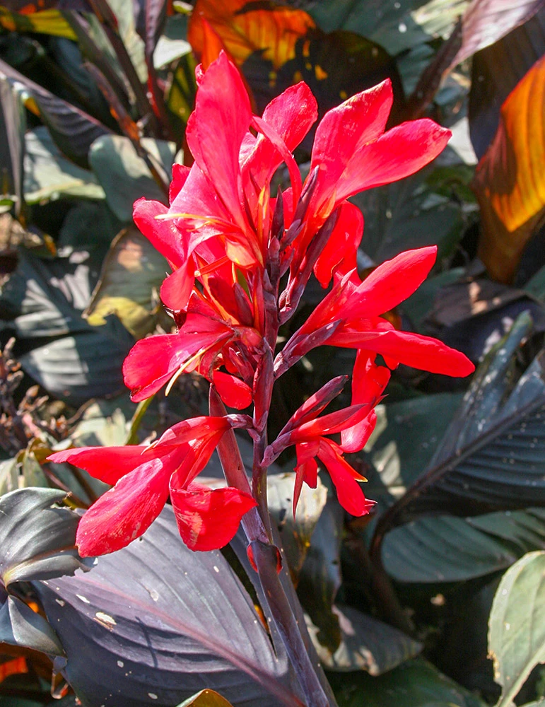 Menu Red Futurity Canna 3 Menu Red Futurity Canna
