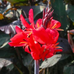 Menu Tropical Container Garden Collection -US Garden Plants Sales 2024 73170 2