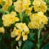 Menu Yellow Futurity Canna -US Garden Plants Sales 2024 73171