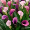 Menu Pasja Calla Lily -US Garden Plants Sales 2024 73173 pasja calla lily