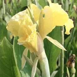 Menu Puck Canna Lily 5 Menu Puck Canna Lily -US Garden Plants Sales 2024 73174 puck canna lily
