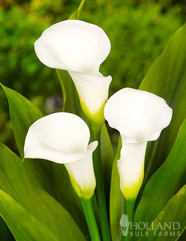 Menu Crystal Clear Calla Lily Collection 11 Menu Crystal Clear Calla Lily Collection - Image 9