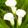 Menu Crystal Clear Calla Lily 2 Menu Crystal Clear Calla Lily -US Garden Plants Sales 2024 73175 calla lilies crystal clear 2 2