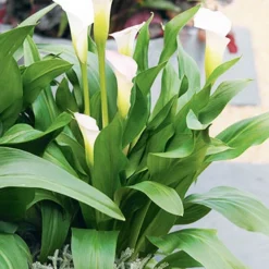 Menu Crystal Clear Calla Lily Collection 22 Menu Crystal Clear Calla Lily Collection -US Garden Plants Sales 2024 73175 calla lilies crystal clear 3 1