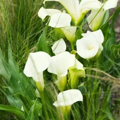Menu Summer Moonlight Garden Flowers Collection -US Garden Plants Sales 2024 73175 calla lilies crystal clear 4