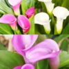 Menu Crystal Clear Calla Lily Collection -US Garden Plants Sales 2024 73177 crystal clear calla lily collection