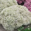 Menu Bundle Of Joy Sedum -US Garden Plants Sales 2024 74100 bundle of joy