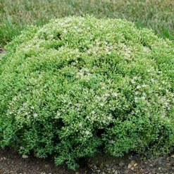 Menu Medley Of Sedum Collection 16 Menu Medley Of Sedum Collection -US Garden Plants Sales 2024 74100 bundle of joy 2 1