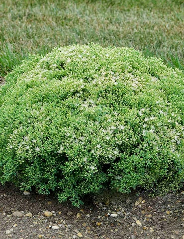 Menu Medley Of Sedum Collection 5 Menu Medley Of Sedum Collection - Image 3