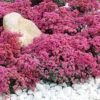 Menu Dazzleberry Sedum
