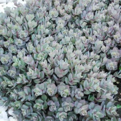 Menu Dazzleberry Sedum -US Garden Plants Sales 2024 74101 dazzleberry 2