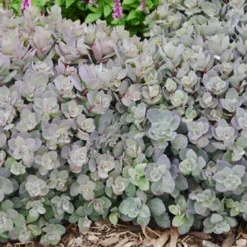 Menu Dazzleberry Sedum -US Garden Plants Sales 2024 74101 dazzleberry 3