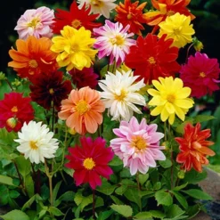 Menu Ultimate Garden Collection -US Garden Plants Sales 2024 74102 mixed unwin dwarf dahlias value bag 1