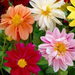 Menu Ultimate Garden Collection -US Garden Plants Sales 2024 74102 mixed unwin dwarf dahlias value bag 2 1