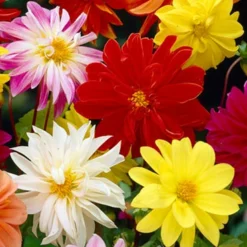 Menu Mixed Unwin Dwarf Dahlias Value Bag -US Garden Plants Sales 2024 74102 mixed unwin dwarf dahlias value bag 3