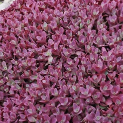 Menu Medley Of Sedum Collection 17 Menu Medley Of Sedum Collection -US Garden Plants Sales 2024 74103 firecracker 1