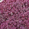 Menu Firecracker Sedum -US Garden Plants Sales 2024 74103 firecracker