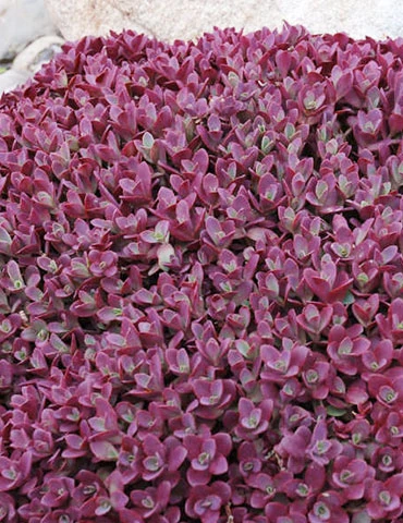 Menu Firecracker Sedum 3 Menu Firecracker Sedum