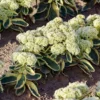 Menu Frosted Fire Sedum 1 Menu Frosted Fire Sedum -US Garden Plants Sales 2024 74104 frosted fire 2