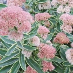 Menu Frosted Fire Sedum 7 Menu Frosted Fire Sedum -US Garden Plants Sales 2024 74104 frosted fire