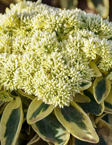 Menu Frosted Fire Sedum 4 Menu Frosted Fire Sedum - Image 2