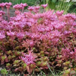 Menu Fulda Glow Sedum -US Garden Plants Sales 2024 74105 fulda glow 2